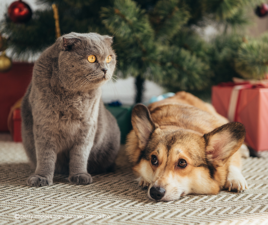 Cat and dog in front of a Christmas tree
